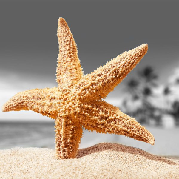 Seestern Sandstrand, Glasbild Quadratisch Jetzt online – Bild 5